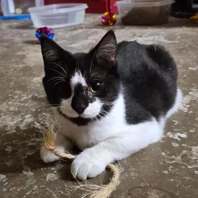 A young medium-sized male Black & White / Tuxedo Domestic Short Hair cat named Scuffle for adoption in Stuart, VA