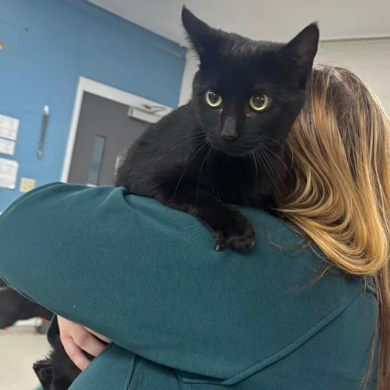 An adult large-sized female Black Domestic Short Hair cat named Lunita for adoption in Indianapolis, IN