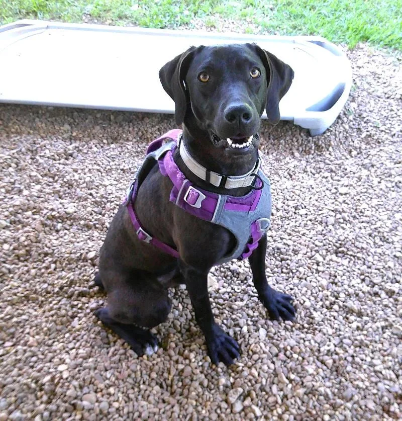 An adult medium-sized male Black Labrador Retriever dog named Cole for adoption in Pegram, TN