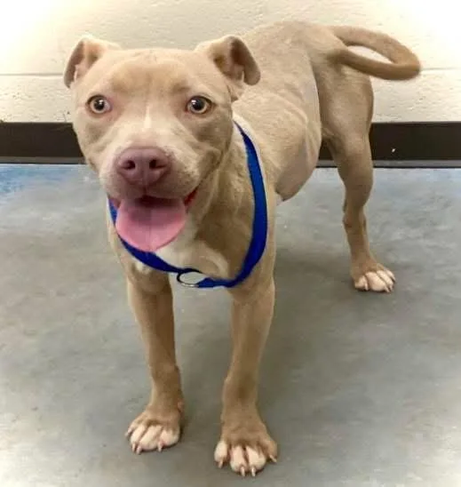 A young medium-sized female Apricot / Beige Pit Bull Terrier dog named Mojito for adoption in Brentwood, TN