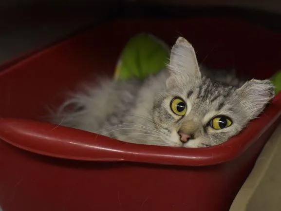 An adult medium-sized female Domestic Medium Hair cat named Puzzle for adoption in Anchorage, AK