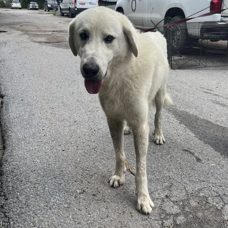 An adult large-sized male White / Cream Great Pyrenees dog named Rocket for adoption in Edinburg, TX
