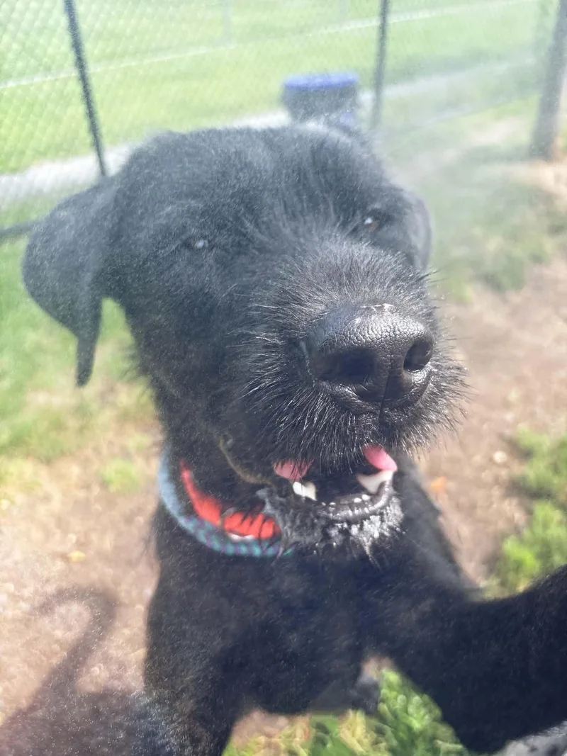 An adult large-sized male Cane Corso dog named Kane for adoption in Amityville, NY