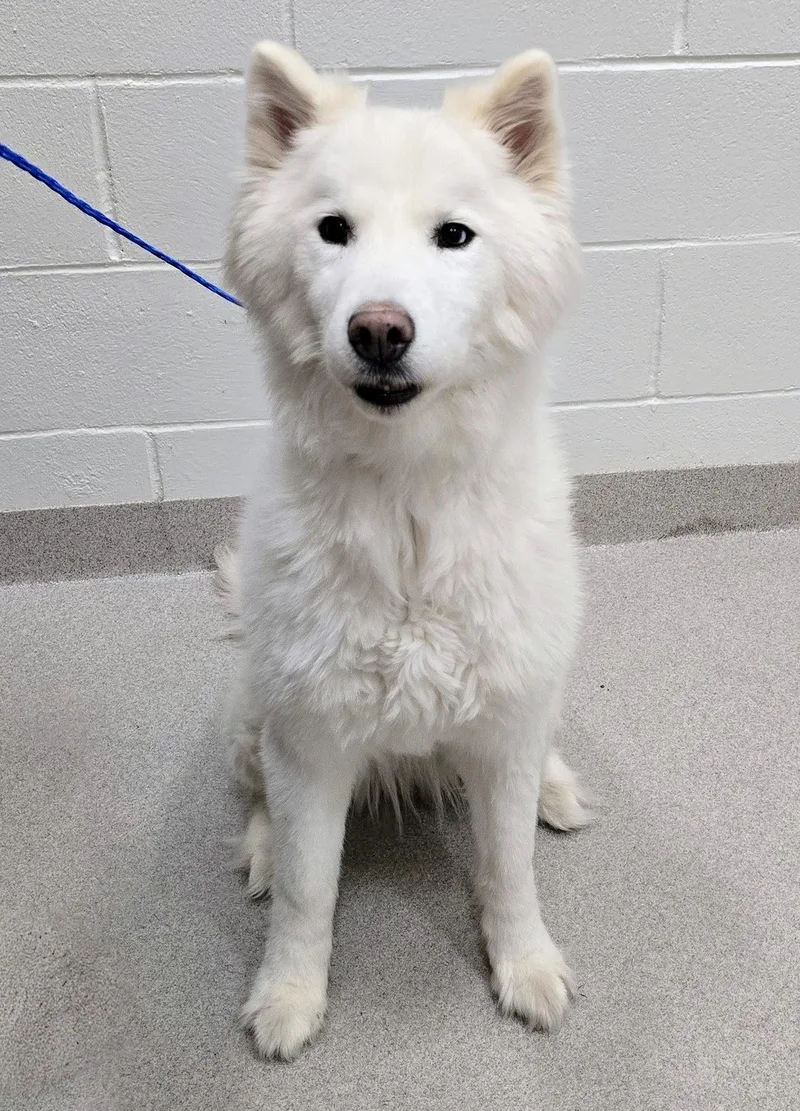 A senior large-sized female Siberian Husky dog named 26-436 for adoption in Amityville, NY