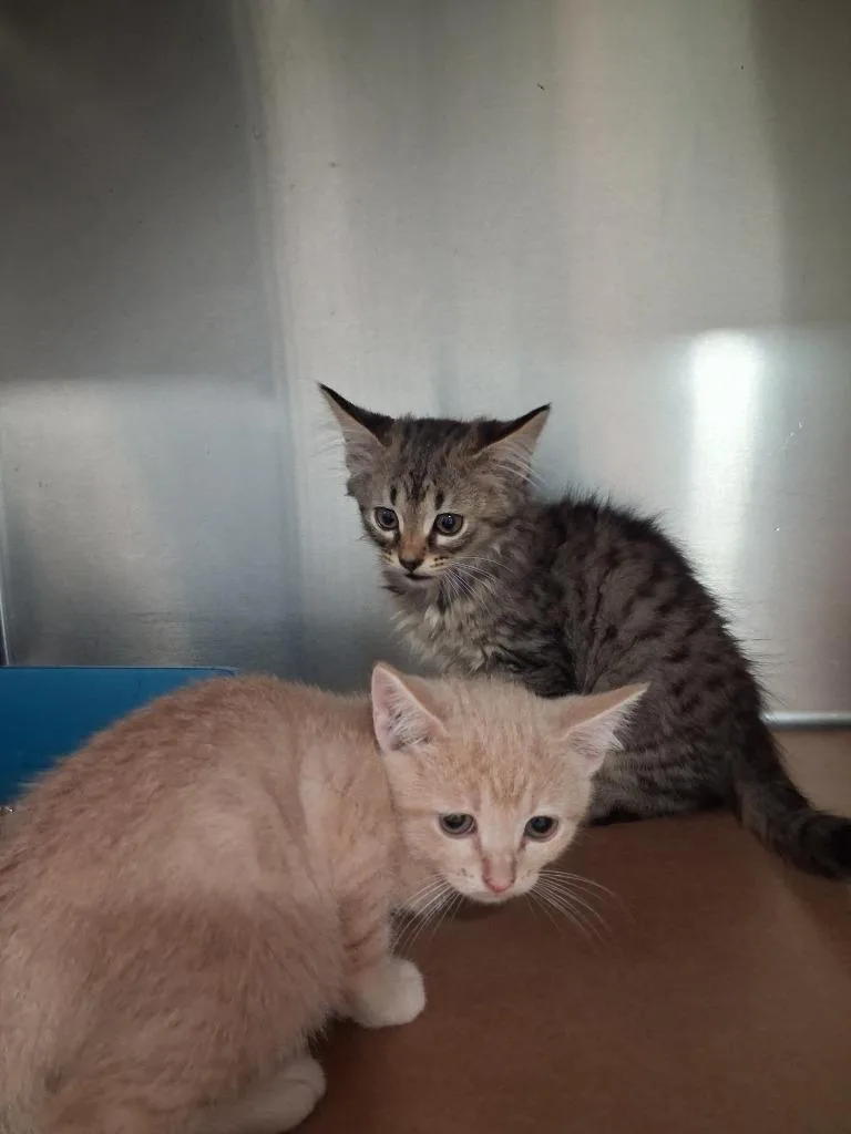 A baby small-sized female Domestic Short Hair cat named Carol for adoption in Cartersville , GA