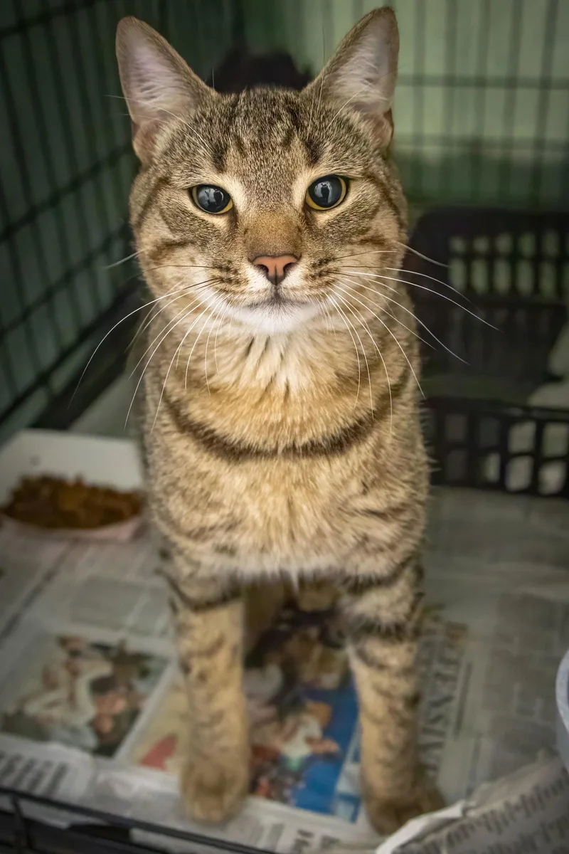 An adult medium-sized male Tabby cat named Stinson for adoption in Greenville, DE