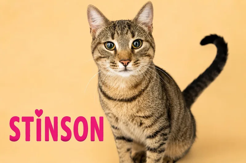 Stinson thumbnail 2