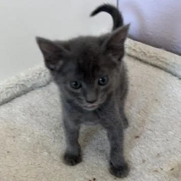 A baby small-sized female Gray / Blue / Silver Domestic Short Hair cat named Yahtzee for adoption in Pleasant Hill, CA