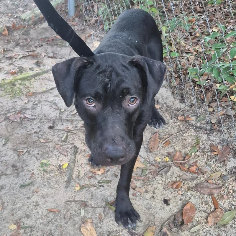 An adult medium-sized male Black Mixed Breed dog named StrayndStreetBQ for adoption in Columbus, GA