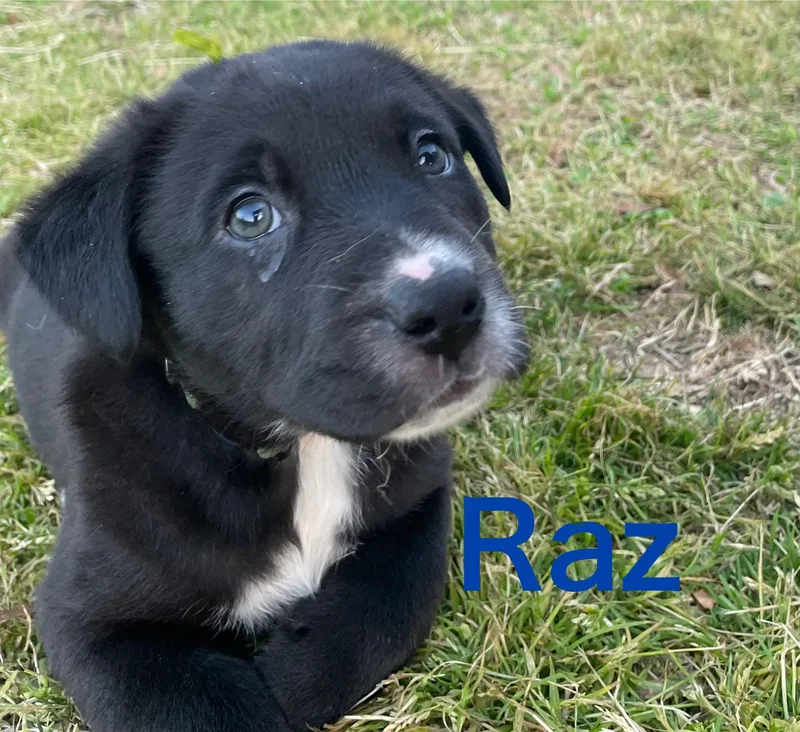 A baby medium-sized male Black Labrador Retriever dog named Raz for adoption in Texarkana, TX