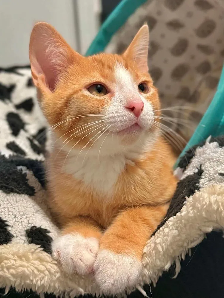 A baby small-sized male Orange & White Domestic Short Hair cat named Pastrami for adoption in West Mifflin, PA