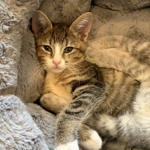 A baby small-sized female Tabby (Brown / Chocolate) Domestic Short Hair cat named Margaux for adoption in Knoxville, TN