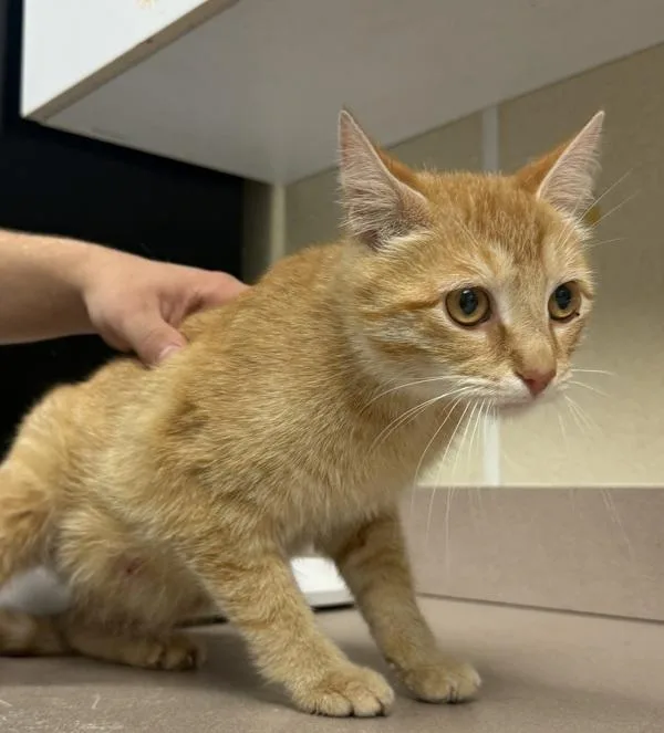 A young small-sized female Domestic Short Hair cat named Glove for adoption in Salisbury, MD