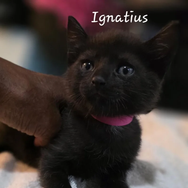 A baby small-sized male Black Domestic Short Hair cat named Ignatius for adoption in Waldorf, MD