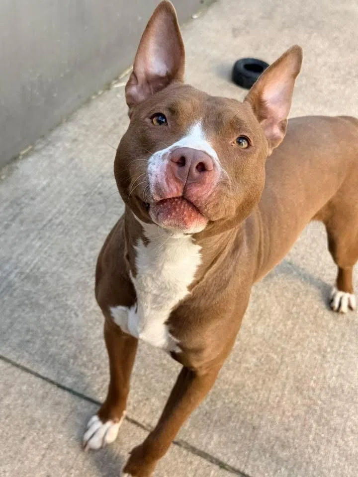 An adult medium-sized female Brown / Chocolate Pit Bull Terrier dog named Sahara for adoption in Chicago, IL