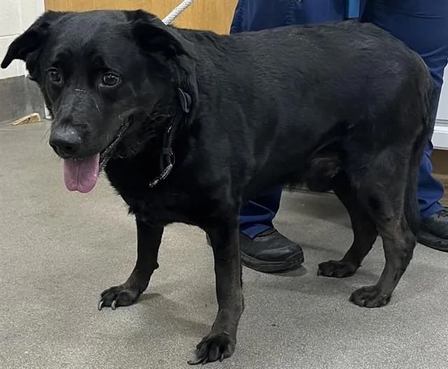 An adult extra large-sized male Labrador Retriever dog named Oscar for adoption in Upper Marlboro, MD