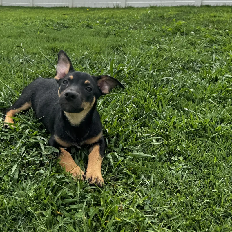 A baby medium-sized female Black Australian Kelpie dog named Moira for adoption in Rock Hill, SC