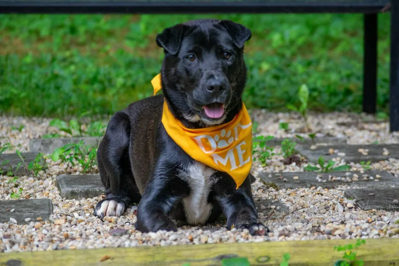 A young medium-sized male Black Shar-Pei dog named Bolt for adoption in Sevierville, TN