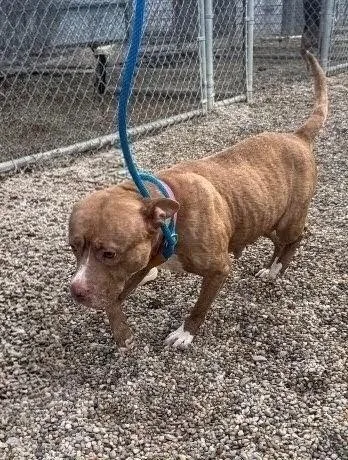 A young medium-sized female Yellow / Tan / Blond / Fawn Pit Bull Terrier dog named Irene for adoption in Georgetown, OH