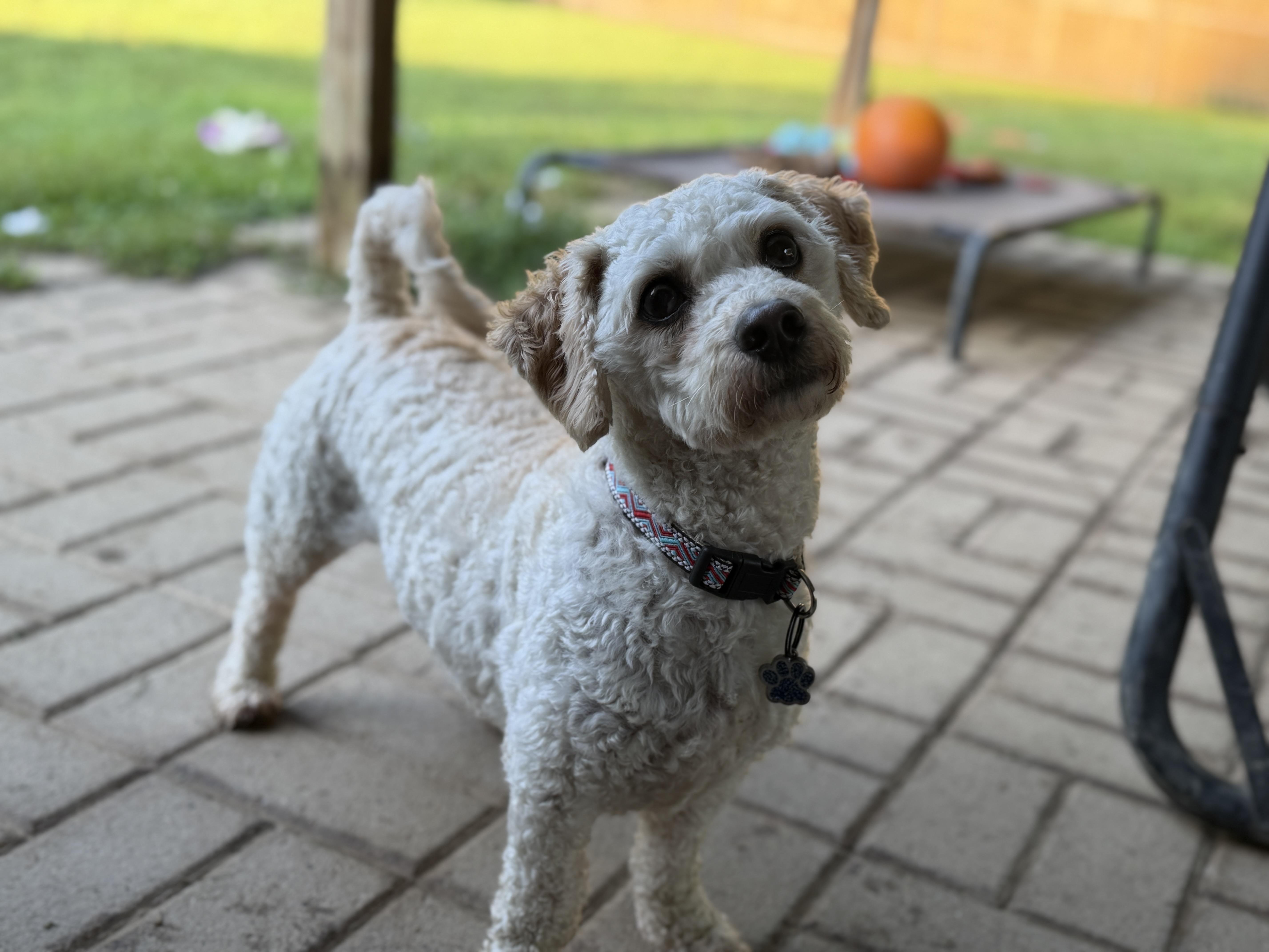 An adult small-sized male Apricot / Beige Bichon Frise dog named Harrison for adoption in Jeffersonville, IN