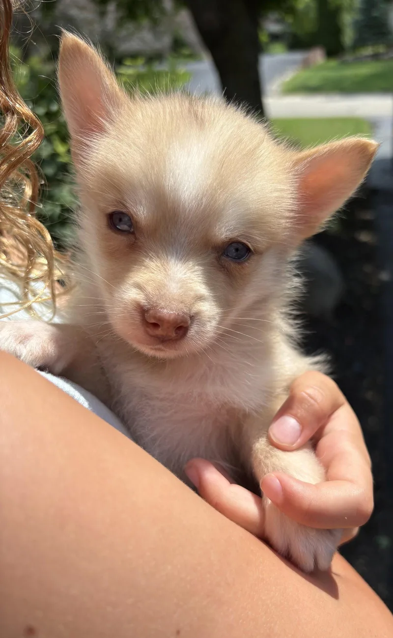 An adult medium-sized male Husky dog named Cookie for adoption in Oxford, MI