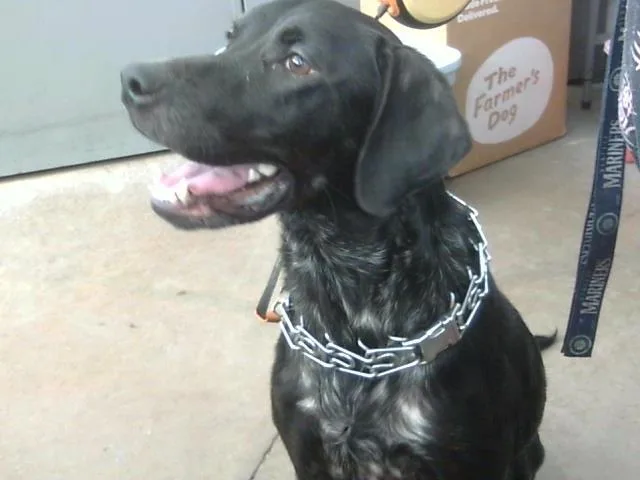 An adult large-sized female Mixed Breed dog named Opal for adoption in Dallas, TX
