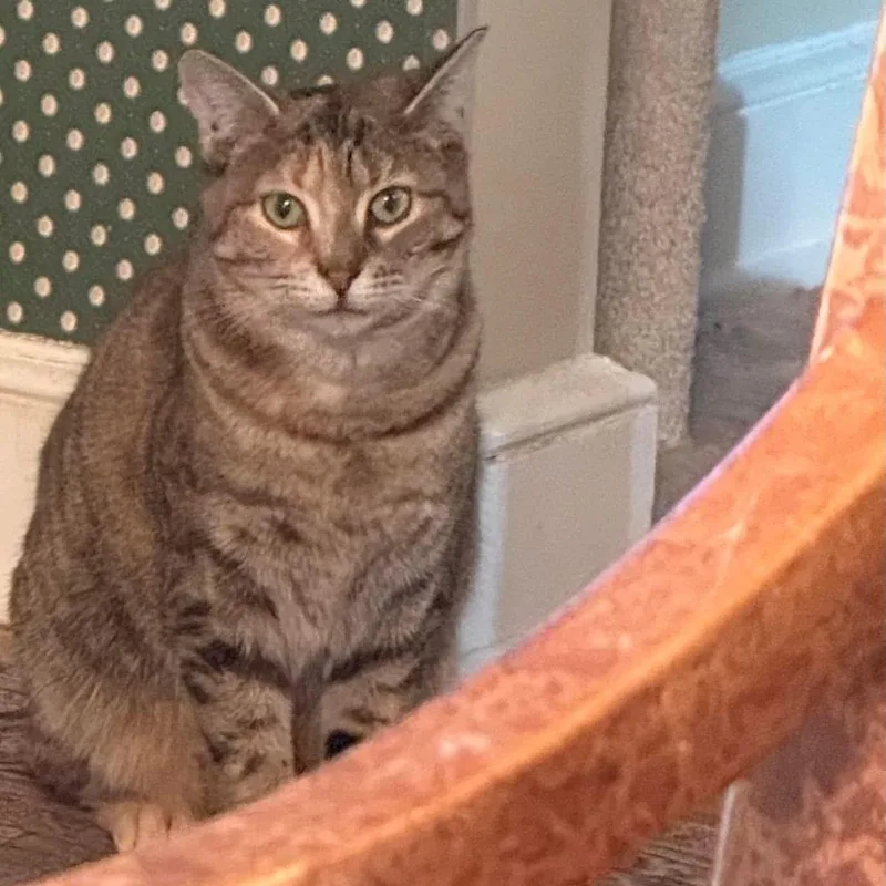 A young medium-sized female Tabby cat named Nora for adoption in Newark, NJ