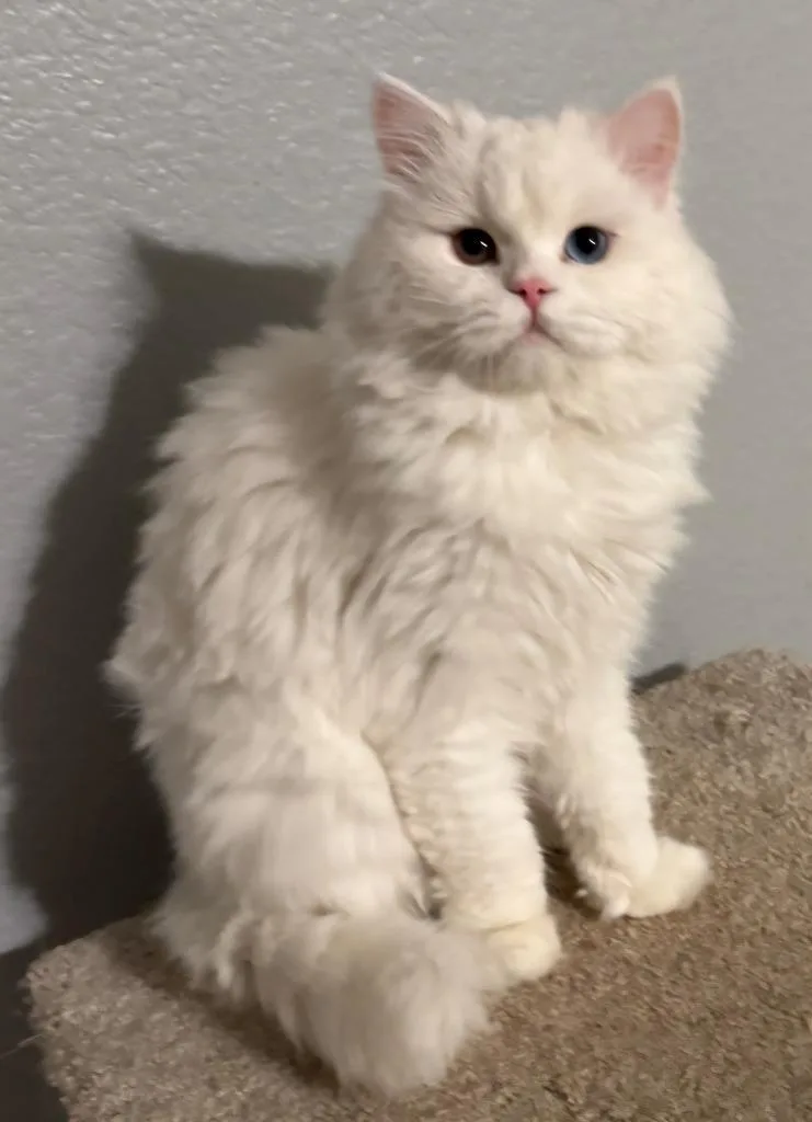 A young large-sized male Persian cat named Moon for adoption in San Jacinto, CA