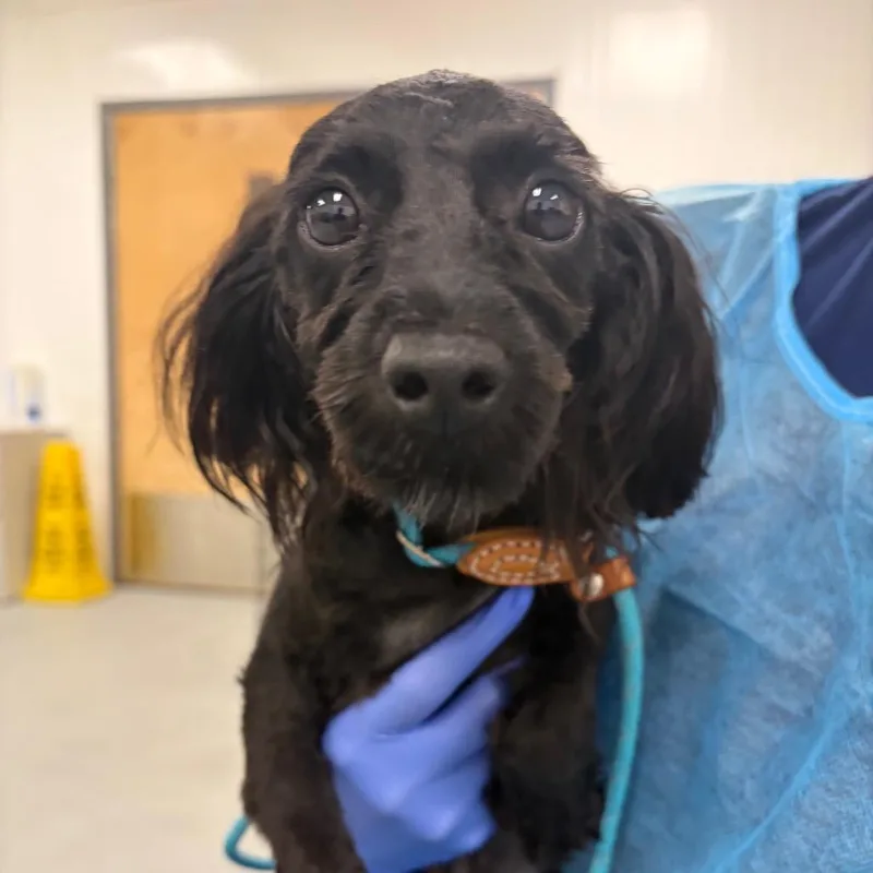 A young small-sized female Black Mixed Breed dog named Lumie for adoption in Sinking Spring, PA