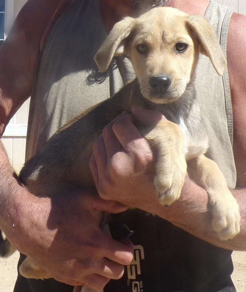 A baby large-sized male Yellow / Tan / Blond / Fawn Labrador Retriever dog named Hunter for adoption in Corona, CA