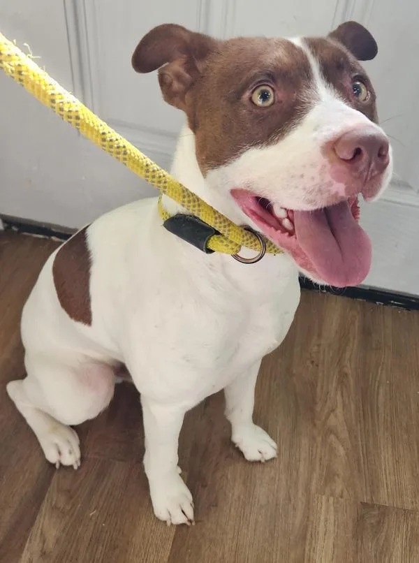 A young medium-sized male Terrier dog named Toffee for adoption in Cleveland, TN