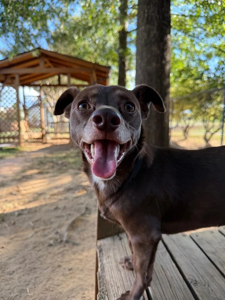A young medium-sized male Chihuahua dog named Bendito for adoption in Fort Mill, SC
