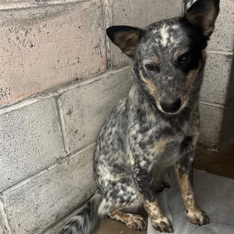 An adult medium-sized female Gray / Blue / Silver Australian Cattle Dog / Blue Heeler dog named CSASStray for adoption in Springtown, TX