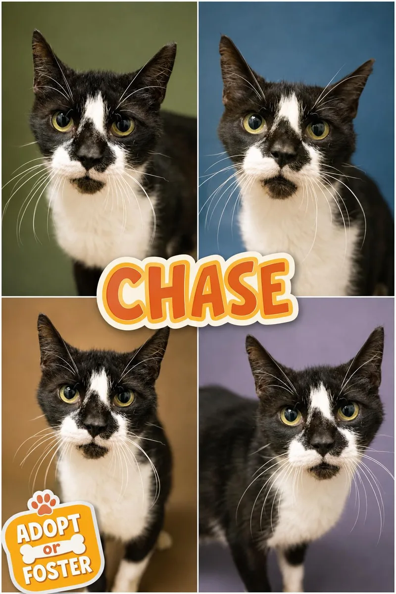 Chase aka Dash