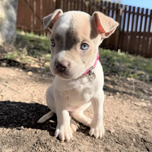 A baby small-sized female American Staffordshire Terrier dog named Daisy for adoption in San Antonio, TX
