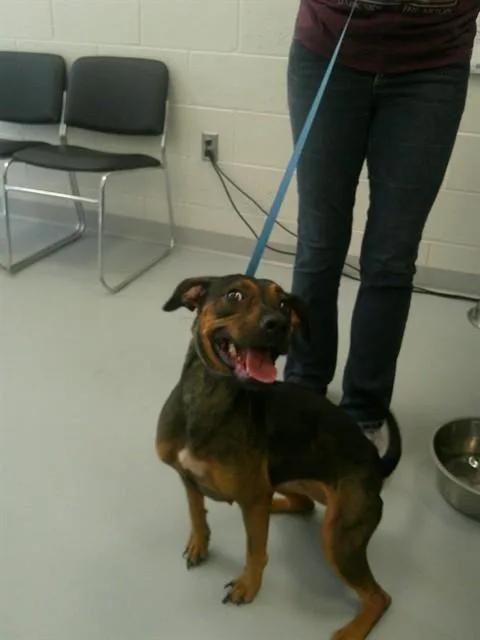 A young medium-sized female Doberman Pinscher dog named Candy Apple for adoption in Ocala, FL