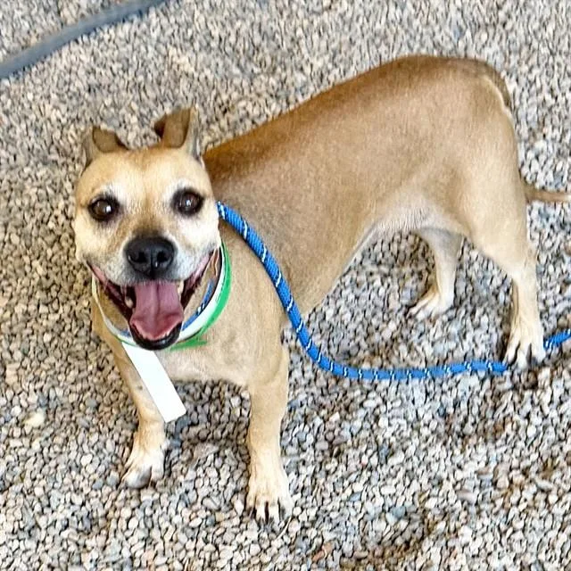 An adult small-sized female Dachshund dog named Shumai for adoption in Phoenix, AZ