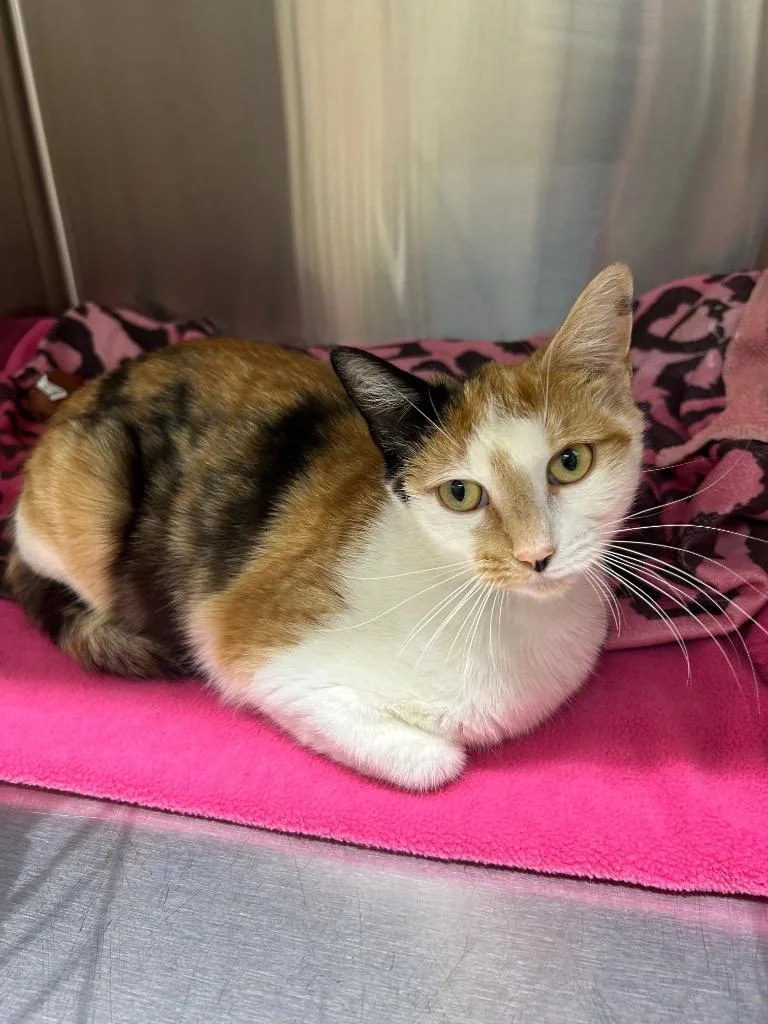 A young medium-sized female Domestic Short Hair cat named Ellie for adoption in Seven Points, TX
