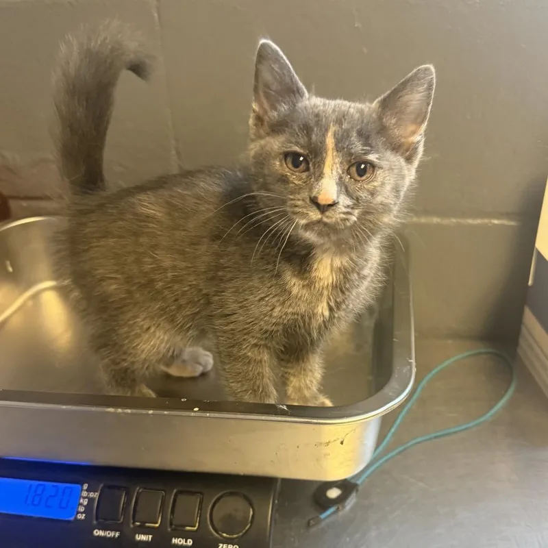 A baby small-sized female Tortoiseshell Domestic Short Hair cat named Rory for adoption in Tuscaloosa, AL