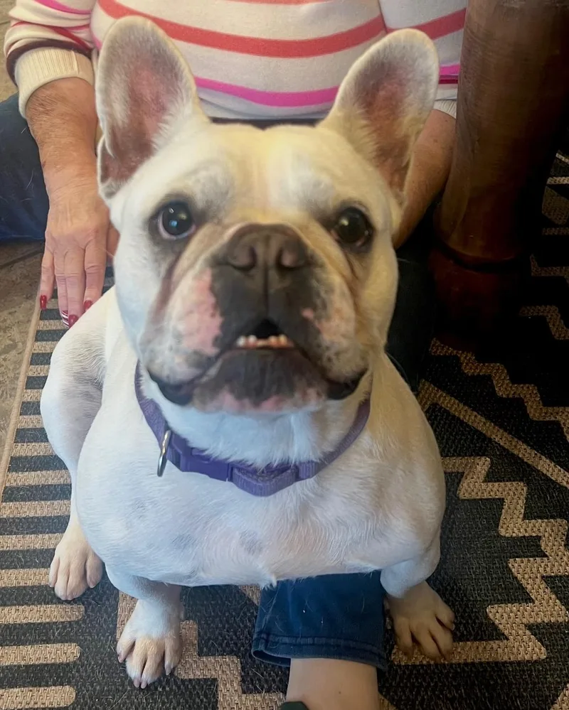 An adult medium-sized female French Bulldog dog named Miss Cotton Candy for adoption