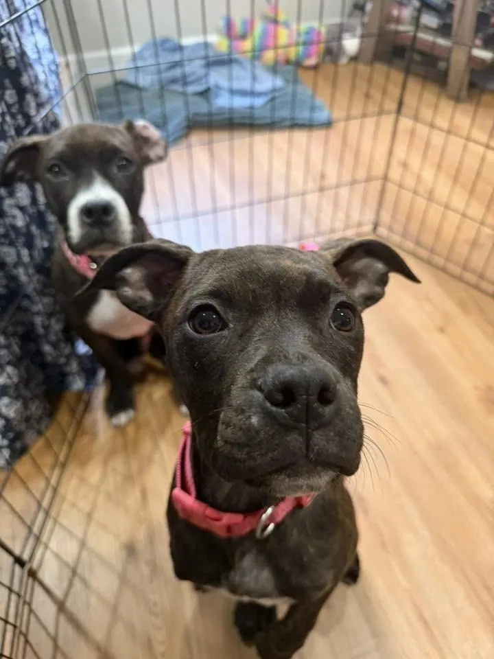 A baby medium-sized female Brindle Boxer dog named Leek for adoption in Colorado Springs, CO