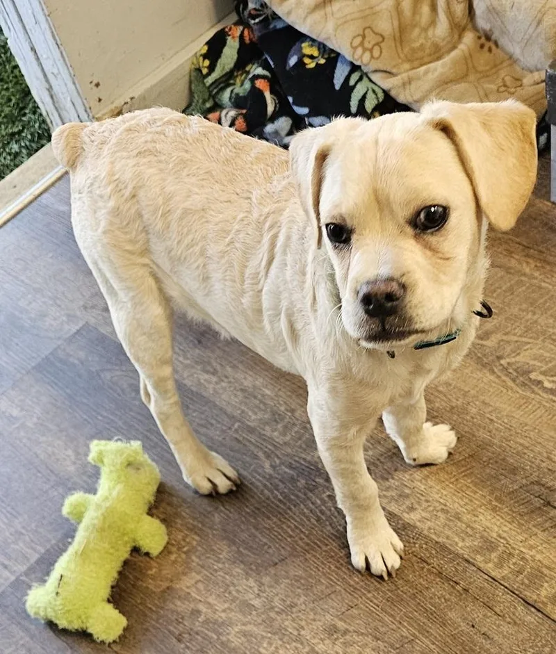 Randolph Ii thumbnail 2