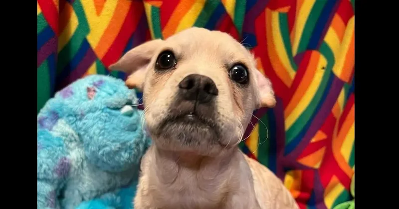 Randolph Ii thumbnail 3