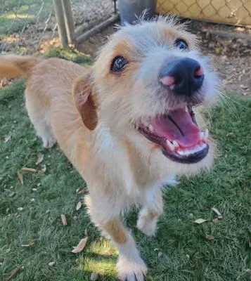 A baby small-sized male Yellow / Tan / Blond / Fawn Terrier dog named Kiwi for adoption in Santa Paula, CA
