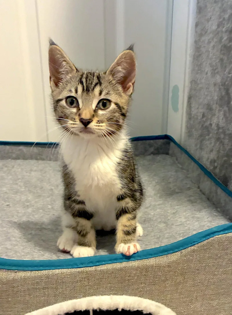 A baby medium-sized female Domestic Short Hair cat named MARGARITA  Bonded with for adoption in Fremont, CA