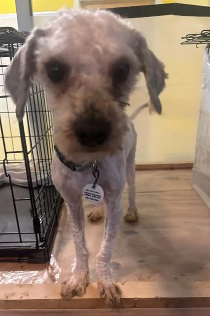 A young small-sized male Maltese dog named Peta for adoption in Upper Marlboro, MD