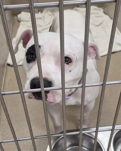 A young medium-sized male Pit Bull Terrier dog named Kodak Blu for adoption in Decatur, IL