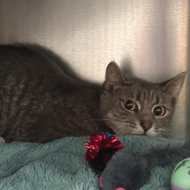 A young small-sized female Gray / Blue / Silver Domestic Short Hair cat named Polly for adoption in Springfield, MA