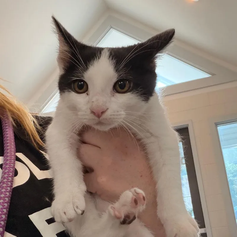 A baby small-sized male White Domestic Short Hair cat named Spot for adoption in Indianapolis, IN