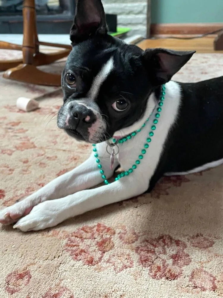 An adult small-sized female Tricolor (Brown, Black, & White) Boston Terrier dog named Sunshine for adoption in Jackson, TN